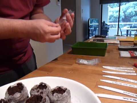 how to grow nm green chile
