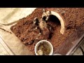 Click here to watch this video Nhandu chromatus Hungry As Usual!
