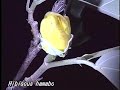 科学映像館　Red Data Plants of Kochi（Hibiscus hamabo・ハマボウ)