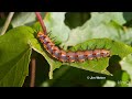 Native plant garden design|Lynne & Jim Weber|Central Texas Gardener