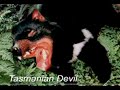 Touch and Taste Australia - Tasmanian Devil TVC