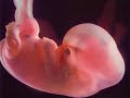 Donation & Adoption Embryos Become Babies
