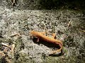 Robinson Forest Eft