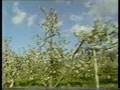 Sudtirol - Laendler (Eppan Weinstrasse)
