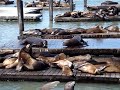 i love san francisco