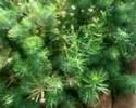 wild-lemon-film-.html