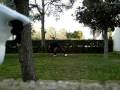 Tricking in Backyard -- my first training of 2009