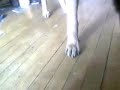 German Shepard Playing fireball - Fire Light Ball Basketball German Shepard Playing fireball - Fire Light Ball Basketball