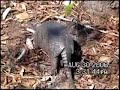 Nine-banded Armadillo