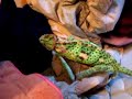 Power of colour change - Chameleon
