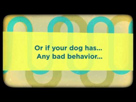 how to train giant schnauzer