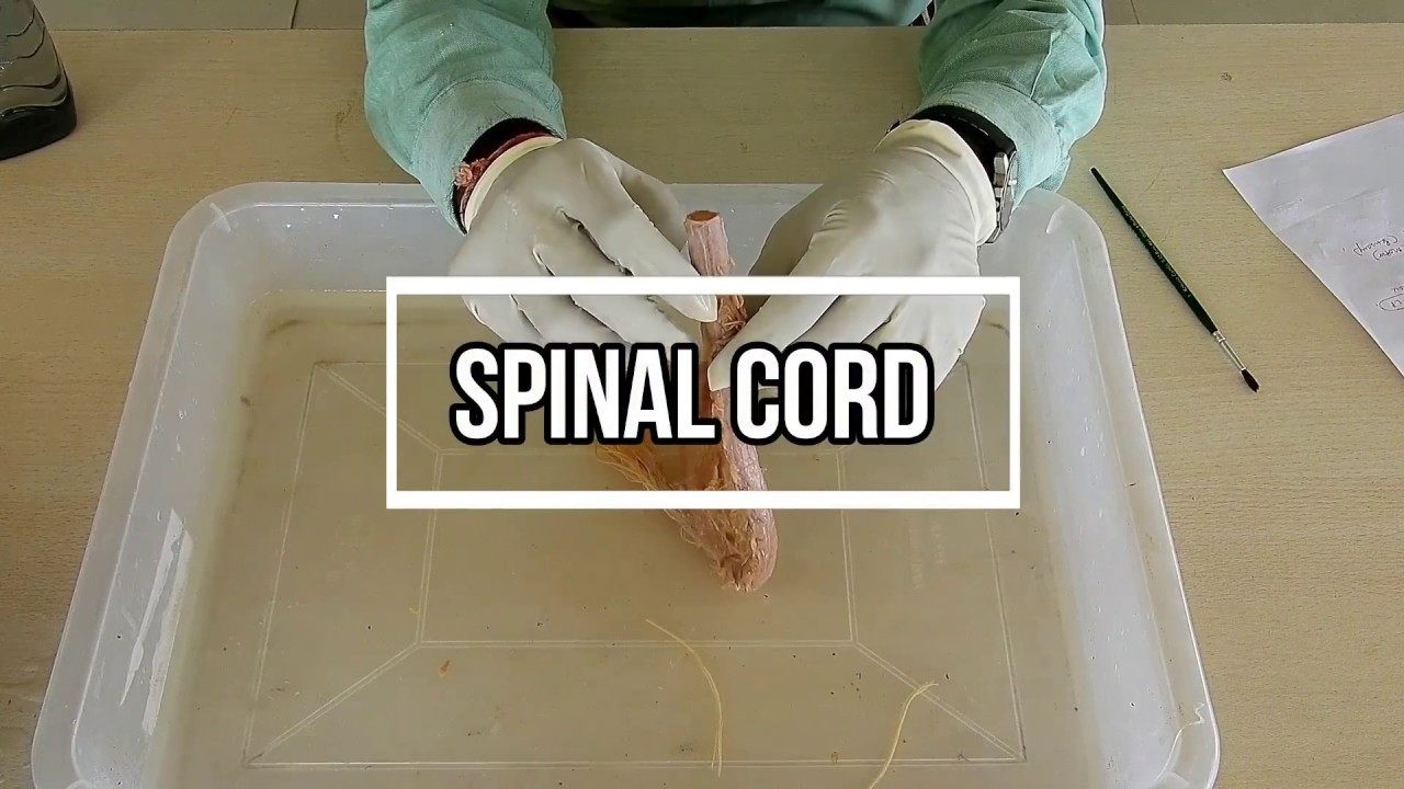 Spinal Cord - External Features