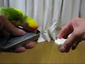 LoveBird ?????? ver.3????????????? LoveBird ?????? ver.3?????????????