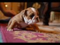 Envy-a-Bull Penny English Bulldog....ready Christmas 2009!