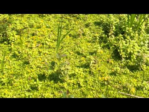 how to transplant creeping jenny