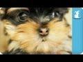 Cuddle With A Tiny Yorkie Puppy