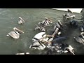 feeding time for pelicans