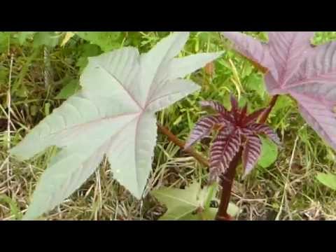 how to transplant umbrella plant