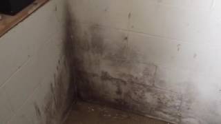 Home Inspector Finding Mold