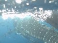 Whale Sharks of Seagrove Beach