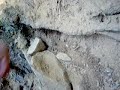 Cyrtocarenum cunicularium
