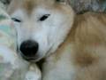 紅太郎催眠術にかかる（Ko is under hypnosis )