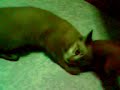 Playing with my Cat Namwaan thanyaburi Thailand