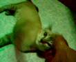 Playing with my Cat Namwaan thanyaburi Thailand