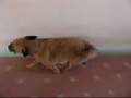 videos de 'Afterbath Mayhem!' starring Charlie