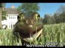 tripped out frog(worth watching... belive me.) tripped out frog(worth watching... belive me.)