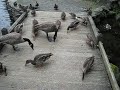 Ducks feasting on grain at Crystal Springs in Portland, OR.