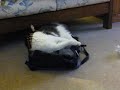 My cat Groucho, Part 3.