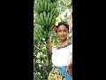 La Danza De Los Comales Musica Tabasque�a
