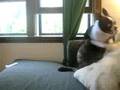 Boston Terrier Vs Plott Hound