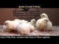 Video: Jumbo Cornish X Rocks Baby Chicks