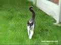 Quando um gato ataca Quando um gato ataca