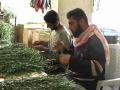 Fresh-cut flowers from Gaza