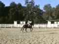 George: 11y/o Appendix Horse SOLD