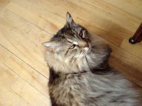 MAINE COON