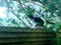 Cat Fight