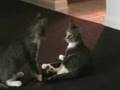 Kitta Death Match