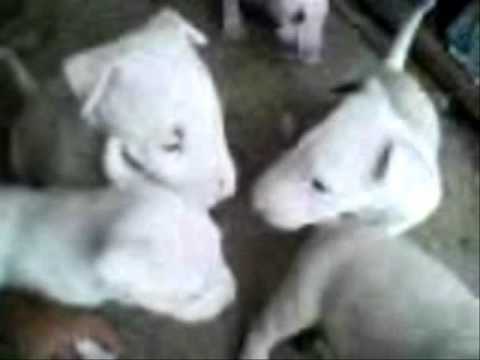 BULLTERRIER INGLES