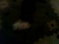 videos de Capsicum krigar