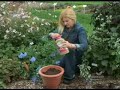 Osmocote Gardening Tip 13 Moving Perennials and Tropical Pla Osmocote Gardening Tip 13 Moving Perennials and Tropical Pla