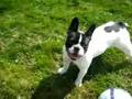chien  dribbleur