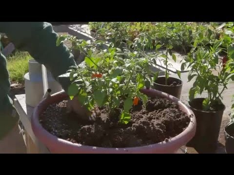 how to transplant bell peppers