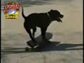 Funny and crazy video clips Funny and crazy video clips
