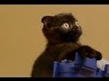 SoySauce - The Scottish Fold McNinja Kitten
