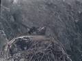 Wild Wild West End Nest in Slo Motion