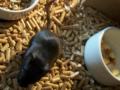 Pachurri and Negri, my gerbil couple,having some mating action.Mi pareja de jerbos,ritual de apareamiento.